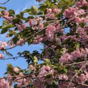 ヒメ日記 2026/04/14 16:32 投稿 ゆきの 奥鉄オクテツ東京店（デリヘル市場）