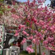 ヒメ日記 2025/05/04 12:05 投稿 秋山 みく La elf（ラ・エルフ）