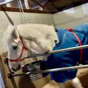 ヒメ日記 2026/01/01 11:00 投稿 ふたば Ace(エース)