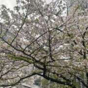 ヒメ日記 2025/04/07 23:14 投稿 くみ 渋谷じゃっくす