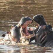 ヒメ日記 2024/12/19 20:10 投稿 ひなみ スピードエコ天王寺店