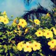 ヒメ日記 2026/01/25 21:00 投稿 ひなみ スピードエコ天王寺店