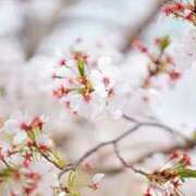 ヒメ日記 2026/04/01 19:10 投稿 ひなみ スピードエコ天王寺店