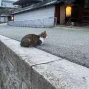 ヒメ日記 2024/11/12 19:24 投稿 桜木 おとなのわいせつ倶楽部 池袋店