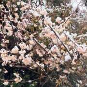 ヒメ日記 2025/03/19 12:04 投稿 みおん 熟女の風俗最終章 新宿店