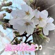 ヒメ日記 2026/03/21 07:42 投稿 みおん 熟女の風俗最終章 池袋店