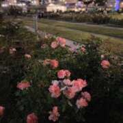 ヒメ日記 2025/05/30 02:14 投稿 うさぎ LEVEL1