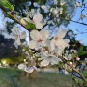 ヒメ日記 2025/04/14 19:37 投稿 まお 京都デリヘル倶楽部FIRST