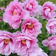 ヒメ日記 2025/04/15 13:45 投稿 まお 京都デリヘル倶楽部FIRST