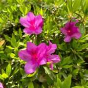 ヒメ日記 2025/04/17 18:03 投稿 まお 京都デリヘル倶楽部FIRST