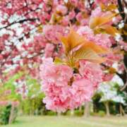 ヒメ日記 2025/04/19 23:11 投稿 まお 京都デリヘル倶楽部FIRST