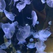 ヒメ日記 2025/10/17 19:39 投稿 まお 京都デリヘル倶楽部FIRST