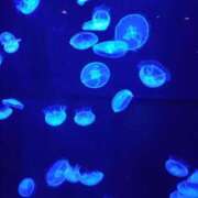 ヒメ日記 2025/01/28 15:17 投稿 城ケ崎めぐ ミセス大阪十三店