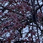 ヒメ日記 2026/03/17 10:20 投稿 愛実(まなみ) Chaleur (シャルール)