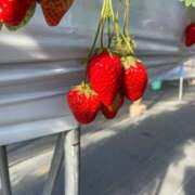 ヒメ日記 2025/02/24 22:31 投稿 なぎさ姫 螢