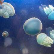 ヒメ日記 2025/03/03 14:55 投稿 なぎさ姫 螢