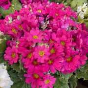 ヒメ日記 2026/02/19 13:06 投稿 双葉 MCロイヤル