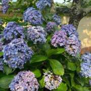 ヒメ日記 2025/07/07 11:58 投稿 さりあ 吉祥寺チロル（シンデレラグループ）