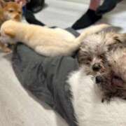 ヒメ日記 2026/03/07 09:35 投稿 あやめ ビデオDEはんど 名古屋校