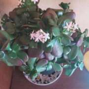 ヒメ日記 2026/03/13 11:17 投稿 難波知恵 五十路マダム 博多店