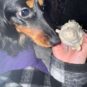 ヒメ日記 2025/04/21 08:42 投稿 ALICE/ありす　centu STYLISH BACH