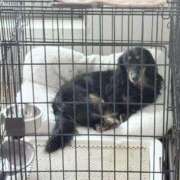 ヒメ日記 2025/04/26 17:42 投稿 ALICE/ありす　centu STYLISH BACH