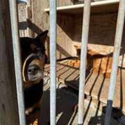 ヒメ日記 2025/04/28 11:42 投稿 ALICE/ありす　centu STYLISH BACH