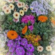 ヒメ日記 2025/04/24 09:04 投稿 さくら 五反田・品川おかあさん