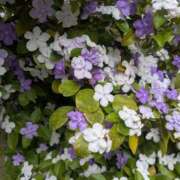 ヒメ日記 2025/06/06 15:13 投稿 さくら 五反田・品川おかあさん