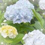 ヒメ日記 2025/06/19 09:43 投稿 さくら 五反田・品川おかあさん