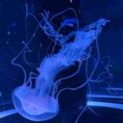 ヒメ日記 2026/02/05 00:33 投稿 かすみ ニューグランド