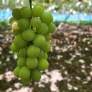 ヒメ日記 2025/09/13 14:48 投稿 かえで チューリップ土浦店