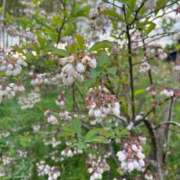 ヒメ日記 2025/05/05 00:08 投稿 いと 品川ハイブリッドマッサージ