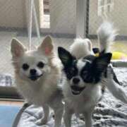 ヒメ日記 2025/07/31 15:49 投稿 あいか 博多プラチナム