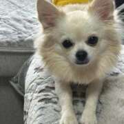 ヒメ日記 2025/08/24 07:29 投稿 あいか 博多プラチナム