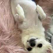 ヒメ日記 2025/09/12 20:19 投稿 あいか 博多プラチナム