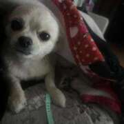 ヒメ日記 2025/09/27 23:36 投稿 あいか 博多プラチナム