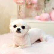 ヒメ日記 2025/10/21 22:39 投稿 あいか 博多プラチナム