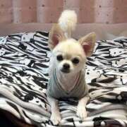 ヒメ日記 2025/10/24 17:49 投稿 あいか 博多プラチナム