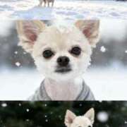 ヒメ日記 2025/11/11 20:21 投稿 あいか 博多プラチナム