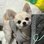 ヒメ日記 2025/12/27 06:19 投稿 あいか 博多プラチナム