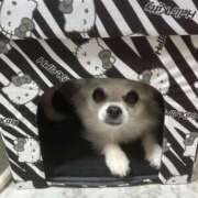 ヒメ日記 2026/01/23 07:20 投稿 あいか 博多プラチナム