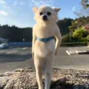 ヒメ日記 2026/02/10 07:20 投稿 あいか 博多プラチナム