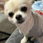 ヒメ日記 2026/02/17 00:35 投稿 あいか 博多プラチナム