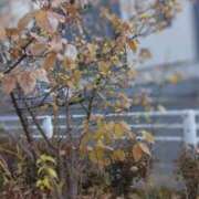 ヒメ日記 2025/01/23 19:09 投稿 ほの 大和人妻城