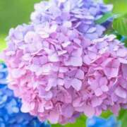 名倉 復帰に向けて 熟女の風俗最終章 新横浜店