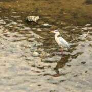 ヒメ日記 2025/03/29 16:53 投稿 あんな 尼妻（あまづま）