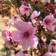 ヒメ日記 2025/04/05 12:21 投稿 あんな 尼妻（あまづま）