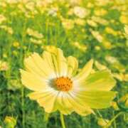 ヒメ日記 2026/01/25 13:55 投稿 あんな 尼妻（あまづま）