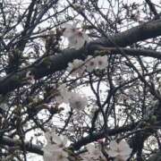 ヒメ日記 2026/03/31 08:18 投稿 あんな 尼妻（あまづま）